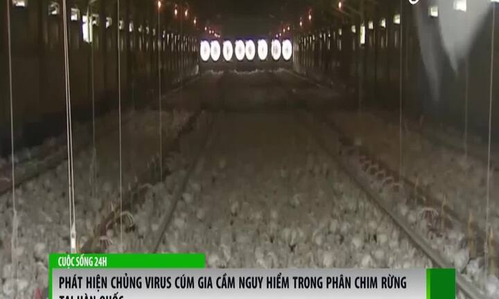 Phân chim rừng: Chủng virus cúm gia cầm nguy hiểm