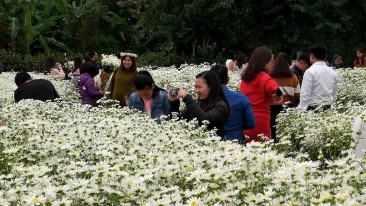 Video: Giới trẻ thả ga 'sống ảo' trên cánh đồng hoa cúc họa mi đẹp nhất Hà Nội