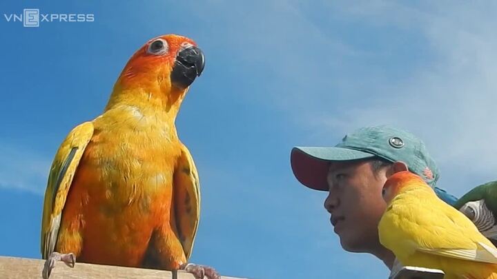 Dân chơi Sài Gòn đua nhau chi tiền 'khủng' nuôi vẹt Nam Mỹ