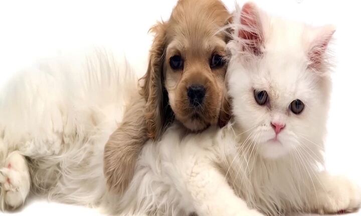 Chó và mèo: Con nào thông minh hơn?