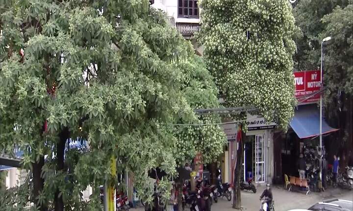 Thực hư việc chặt bớt cây hoa sữa ở Hà Nội