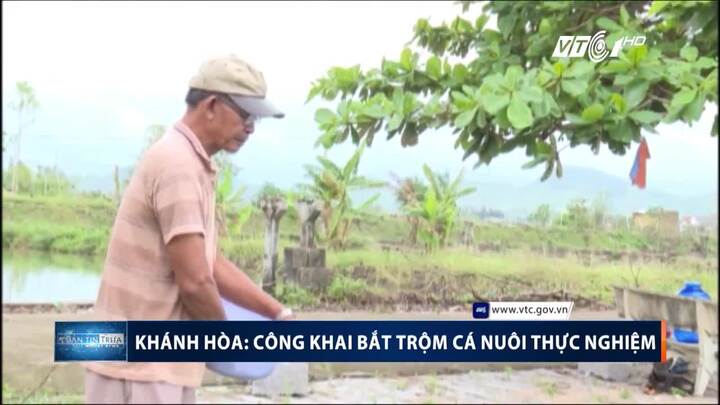 Khánh Hòa: Dân ngang nhiên câu trộm hàng tấn cá nuôi thực nghiệm