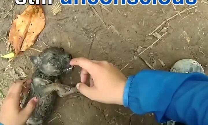 Clip phượt thủ Bến Tre 'hồi sinh' cún con ngạt nước gây bão mạng thế giới