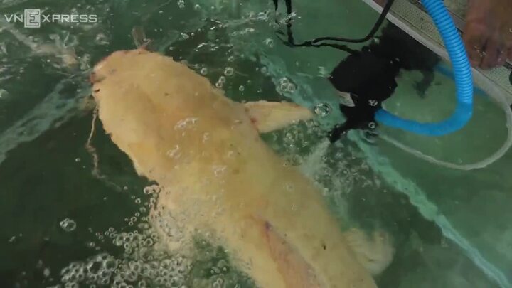 Bất ngờ thấy cặp cá trê vàng nặng 10kg ở ao đình