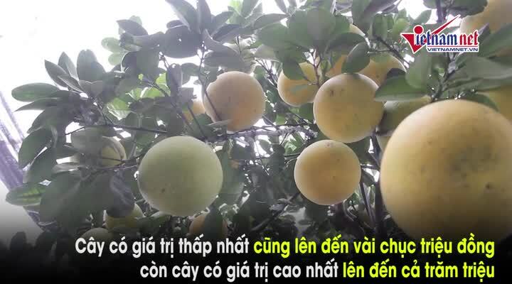 ‘Đột nhập’ vườn bưởi tiền tỷ của nông dân Hưng Yên