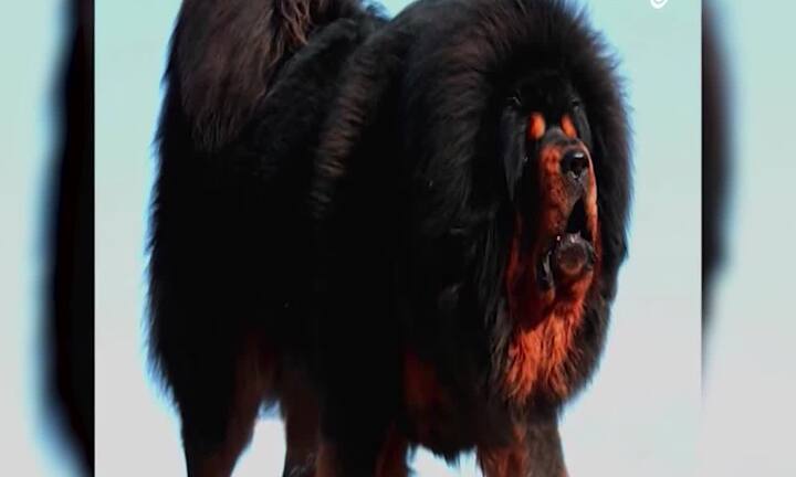 Hết thời, chó Ngao Tây Tạng biến thành món ăn trong nồi lẩu