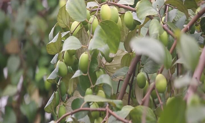 Hà Nội: Bỏ 15.000 đồng ăn táo thả ga ngay tại vườn