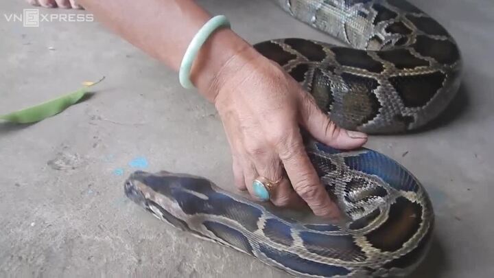 Hàng ngàn con trăn nằm dài thành mối lo cho chủ nuôi