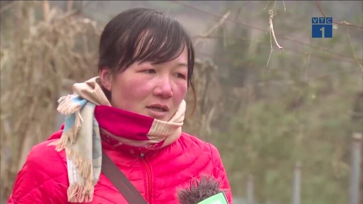 Nông dân Sa Pa khóc ròng nhìn băng tuyết tàn phá hoa màu