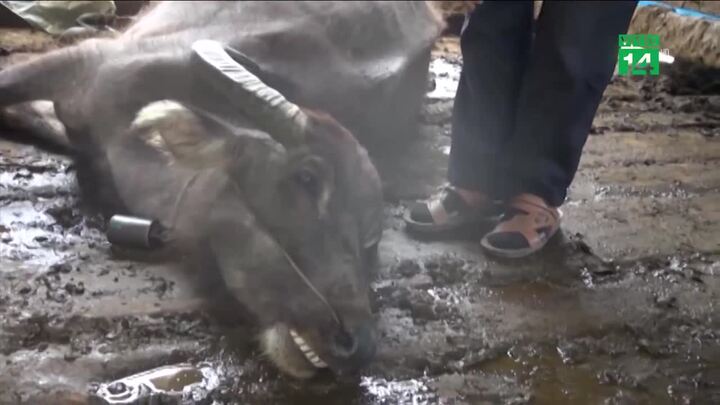 Rét đậm kéo dài, dân xót xa nhìn hàng trăm trâu bò chết rét