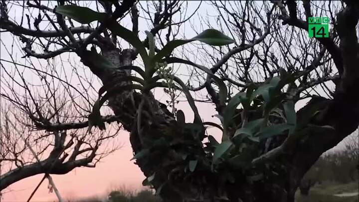 Vườn đào cổ thụ tiền tỷ ở Hải Phòng sẵn sàng đón Tết