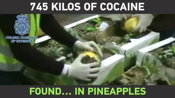 Clip: 745 kg ma túy được giấu trong những trái dứa