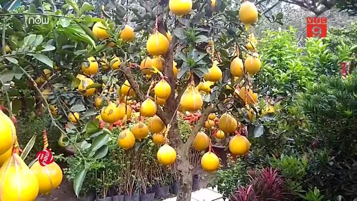 Bưởi Diễn Hà Nội vào Sài Gòn phục vụ Tết, 50 triệu đồng/cây