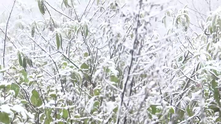 Video: Du khách thích thú ngắm tuyết rơi ở Sa Pa