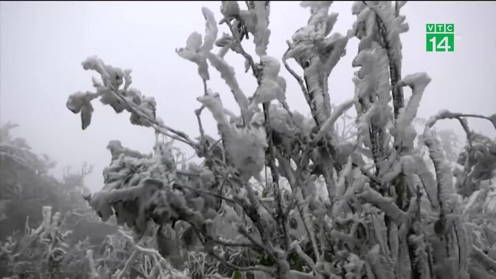 Cây cỏ đông cứng vì băng giá, du khách thích thú kéo lên Mẫu Sơn