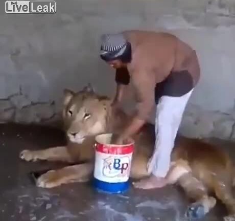 Clip: Người đàn ông kỳ cọ cho sư tử đơn giản như tắm cho mèo