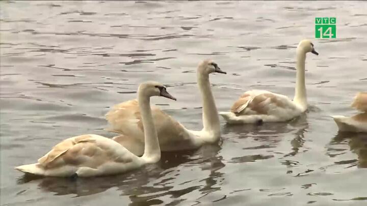 Thiên nga tung tăng ở hồ Hoàn Kiếm có giá 20 triệu đồng/con