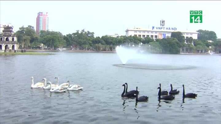 Vì sao đàn thiên nga ở Hồ Gươm bị bắt lại chỉ sau một đêm?