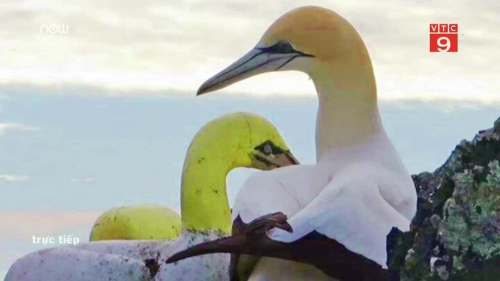 Chú chim ó biển cô đơn nhất thế giới qua đời