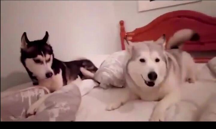 Clip: Ghen tuông phiên bản chó Husky