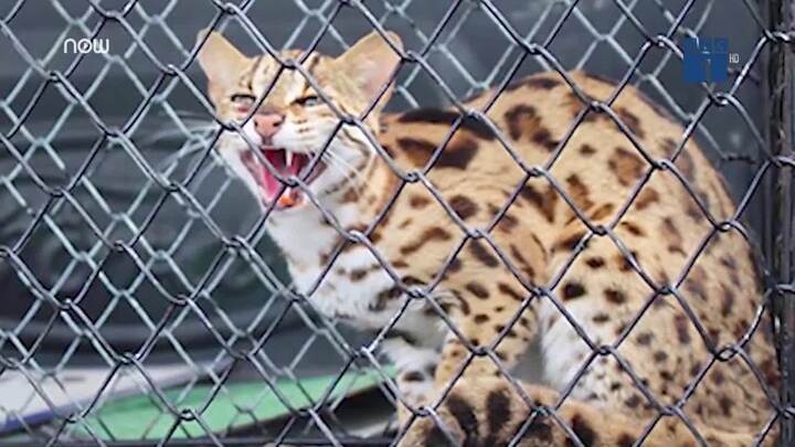 Cận cảnh mèo rừng quý hiếm có bộ lông báo gấm vừa xuất hiện ở Hà Tĩnh