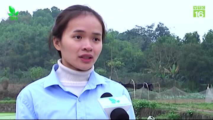 Cô giáo bỏ nghề về quê trồng trà xanh kiếm 150 triệu đồng/tháng