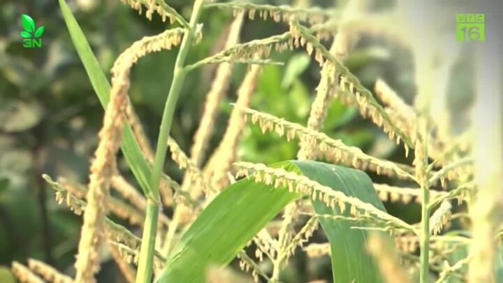 Độc đáo cây lúa non, ngô non trưng bày Tết Mậu Tuất 2018