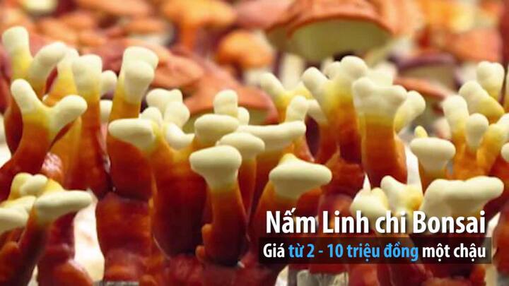 Những cây cảnh độc, lạ nhất thị trường Tết Mậu Tuất 2018