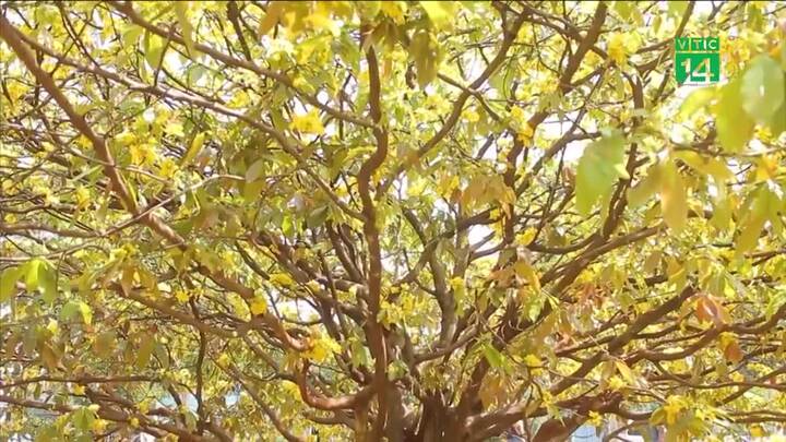 Bí quyết để mai vàng nở rực trong những ngày Tết