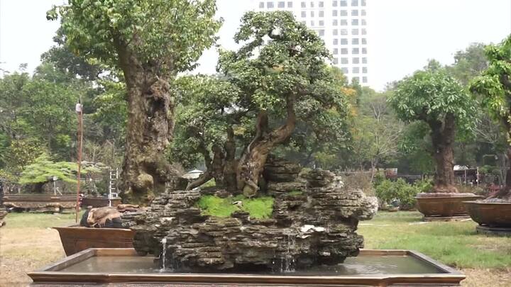 Đại gia Hà Nội chi tiền tỷ gom kiểng hiếm ở chợ hoa Sài Gòn