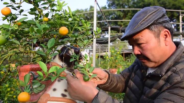 Video: Gặp tác giả trồng quất bonsai trong chậu chó đốm gây 'sốt' Tết Mậu Tuất 2018