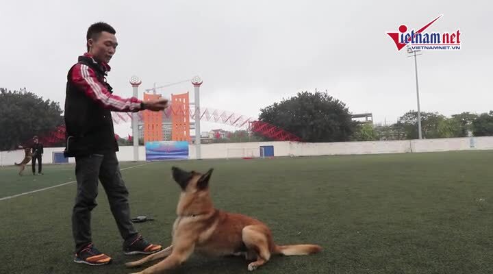 Thú chơi chó Malinois Bỉ giá cả trăm triệu đồng của người Hà thành