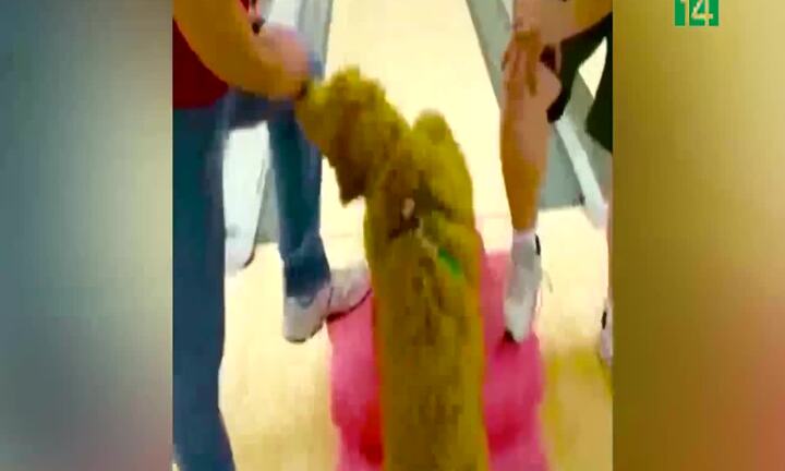Chú chó có biệt tài chơi bowling khiến dân mạng ngả mũ bái phục