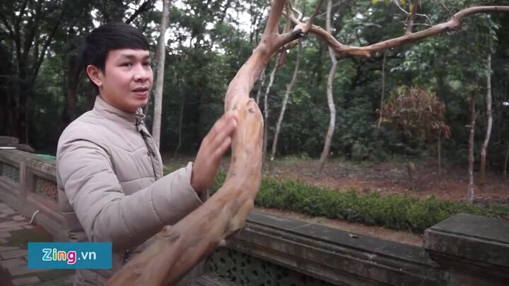 Video: Cây ổi gần 100 tuổi 'gãi là cười' ở di tích Lam Kinh, Thanh Hóa