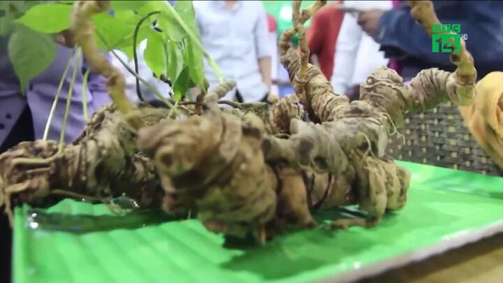 Clip: Củ sâm Ngọc Linh nặng 1,1 kg giá 540 triệu đồng ở Quảng Nam