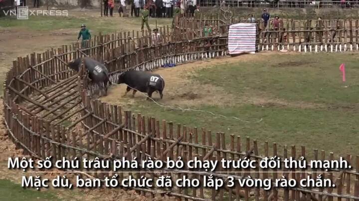 Xem trâu chọi phá rào bỏ chạy trong lễ hội ở Vĩnh Phúc