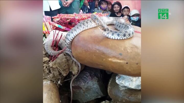 Video: Số phận 'rắn thần' trên mộ vô danh ở Quảng Bình
