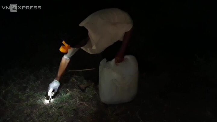 Theo chân người Cà Mau lội rừng ngập mặn bắt ba khía thu gần nửa triệu mỗi đêm