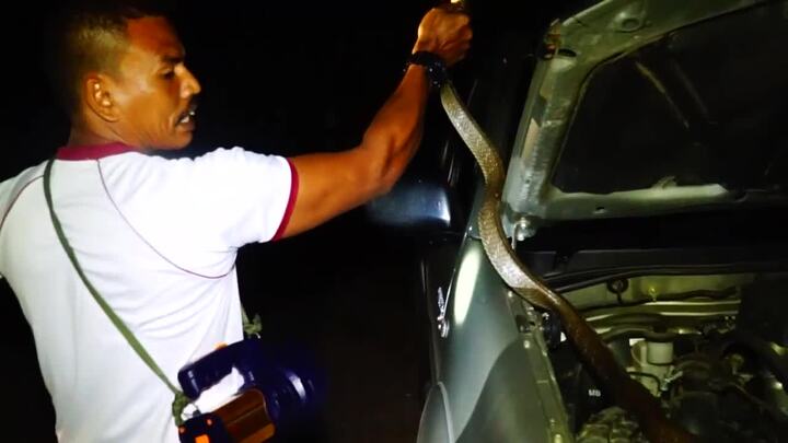 Clip: Rắn 'khủng' dài 5 m, nặng 9 kg cố thủ trong nắp capo ô tô