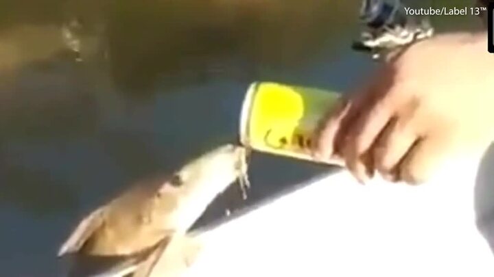 Clip: Cá ngoi lên mạn thuyền, ừng ực uống bia của cần thủ