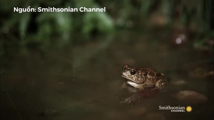 Ếch yêu tinh cướp mồi trước miệng rắn hổ mang chúa