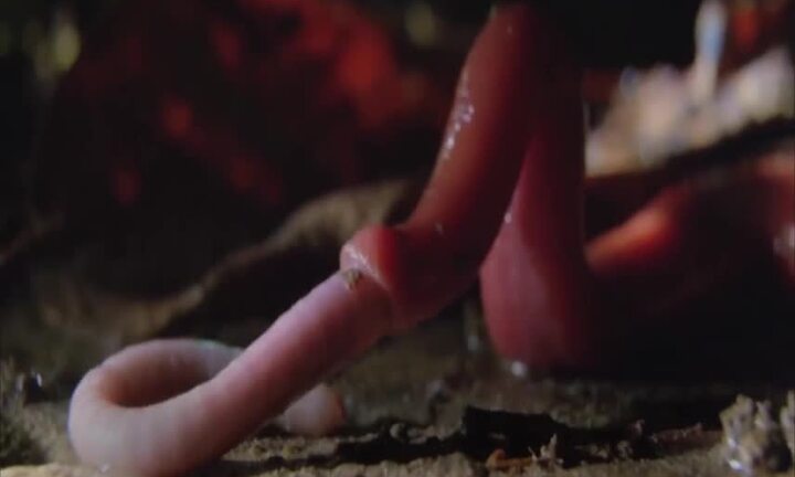 Video: Sâu đỏ khổng lồ săn mồi nhanh như chớp