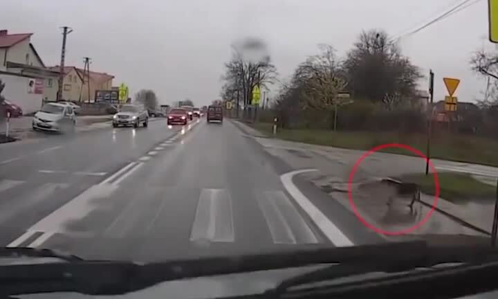 Chú chó thông minh biết chờ xe dừng, qua đường đúng vạch