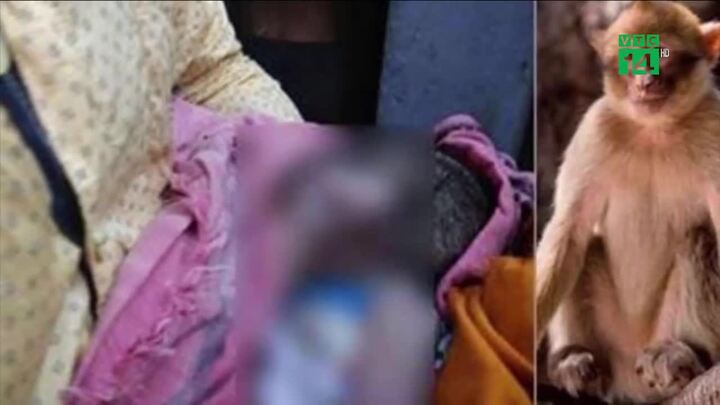 Bị khỉ bắt cóc khi đang ngủ với mẹ, bé sơ sinh chết dưới giếng