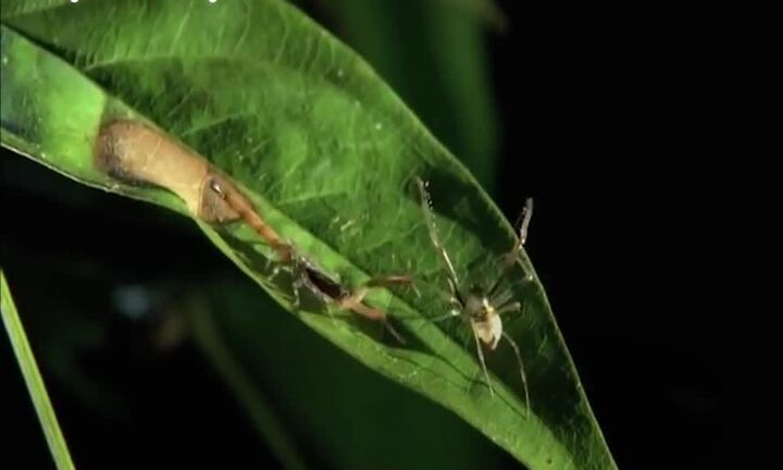 Bò cạp con yếu ớt chạm trán nhện độc trong trận chiến sinh tử