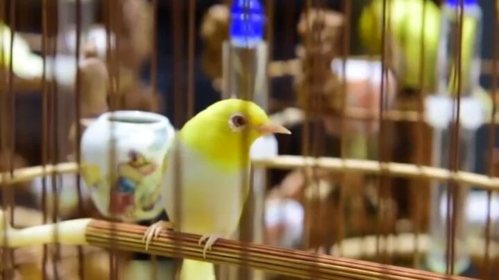 Video: Chiêm ngưỡng những chú chim giá bạc tỷ của Chương Tailor