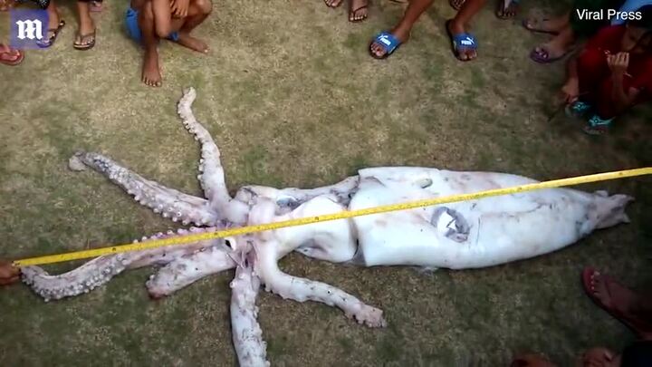 Clip: Mực ống khổng lồ dài 2,4m mắc lưới ngư dân