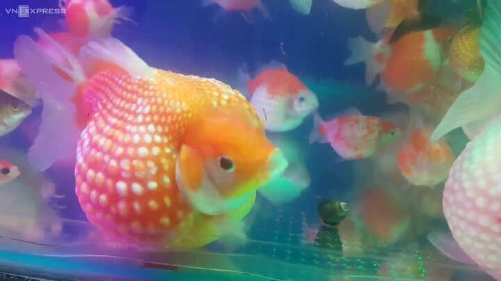 Cá Ping Pong 'béo mũm mĩm' thu hút người chơi ở Sài Gòn