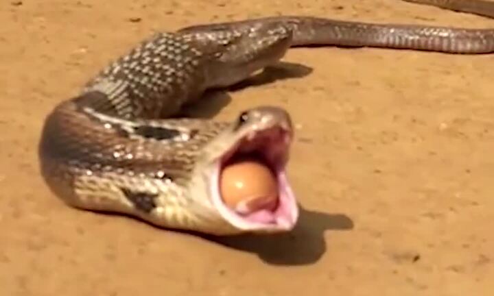 Clip: Rắn hổ mang giết gà để trộm trứng bị mắc nghẹn, nôn ra 7 quả trứng