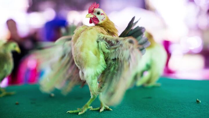 Gà 'quý tộc', nặng chưa đến 400 gram nhưng có giá cả chục triệu đồng